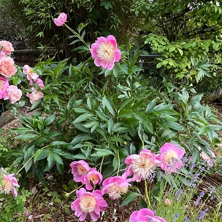 Wiesemann Parkappartements & Dependance - Naehe Ettelsberg-talstation *