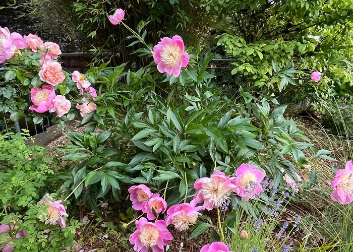 Wiesemann Parkappartements & Dependance - Naehe Ettelsberg-talstation *